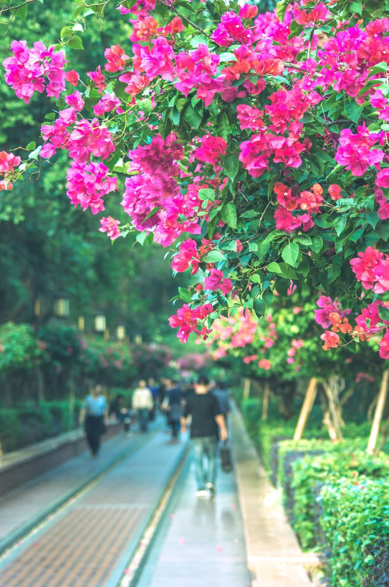 深圳，深圳.jpg